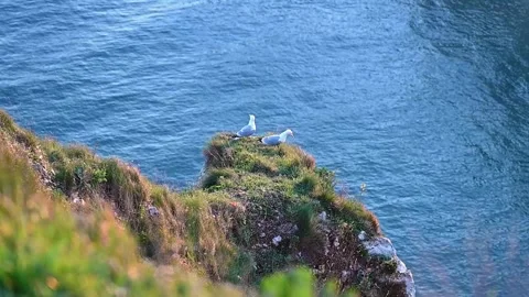 Two Seagulls Resting on Étretat Cliffs Stock Footage 306578694