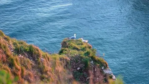 Two Seagulls Resting on Étretat Cliffs Stock Footage 306578696