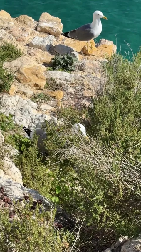 Two seagulls resting on a rock cliff above the sea, coastal wildlife scene with  Stock Footage 330068163