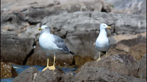 Two Seagulls on a rock Video stock 32941548