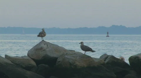 Two seagulls on the rocks hdp Stock Footage 493581