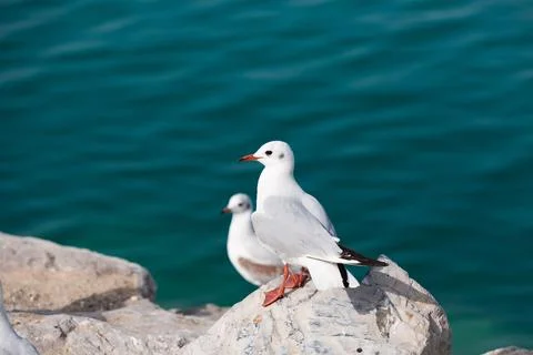 Two seagulls on the rocks Stock Photos