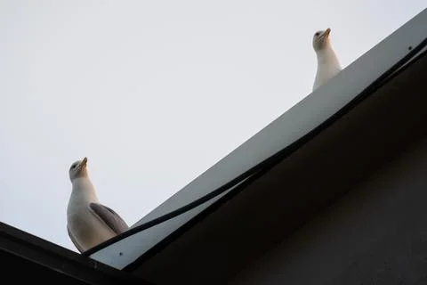 Two seagulls on the roof looking in the same direction Stock Photos