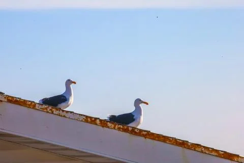 Two seagulls on a roof looking in the same direction Stock Photos