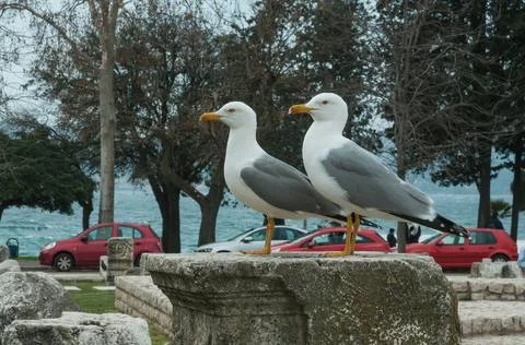 Two seagulls in the same position stand on historical monument in Zadar town Stock Photos