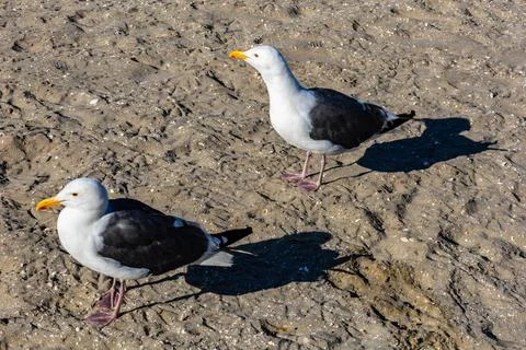 Two seagulls on the sand Foto stock