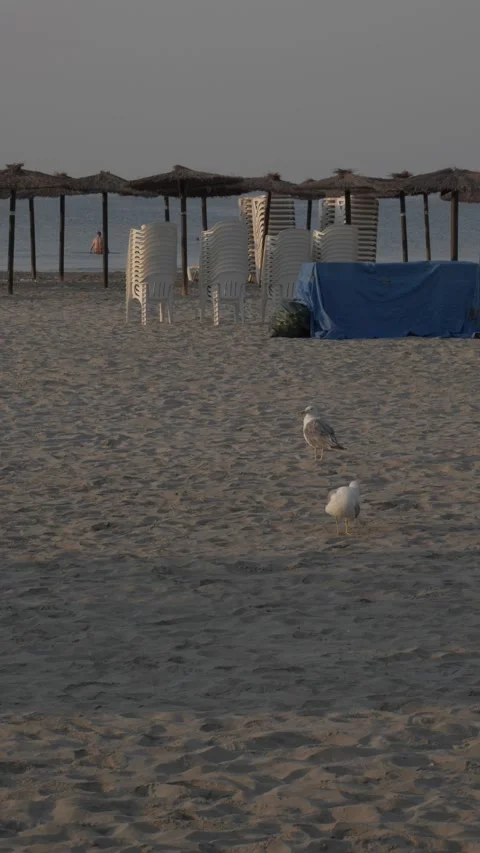 Two Seagulls on Sandy Beach at Sunrise Vertical Video Stock Footage 346388936