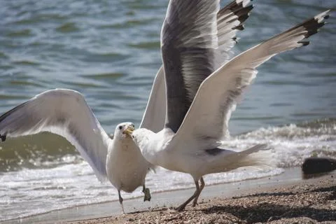 Two seagulls on the seashore Stockfoto's