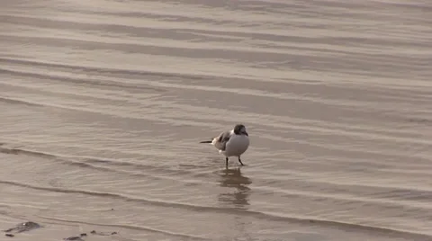 Two seagulls in shallow water on beach Stock Footage 37364449