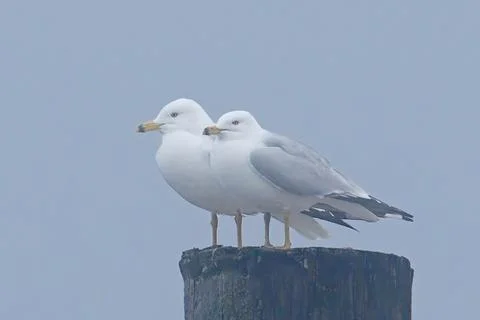 Two seagulls sharing a post. Stock Photos