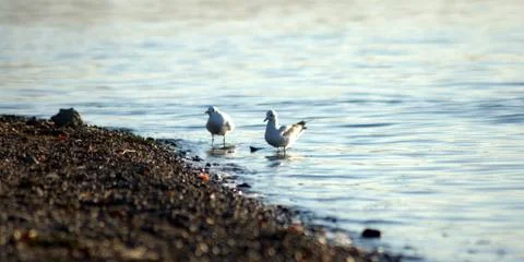 Two seagulls on the shore of a river pebble, standing in the water. The pictu Stock Photos