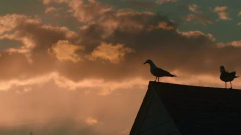 Two seagulls in silhouette fly on and off house vibrant and moody golden sunset Stock-Footage 154282907