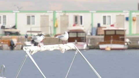 Two seagulls sit on boat Stock Footage 219017610
