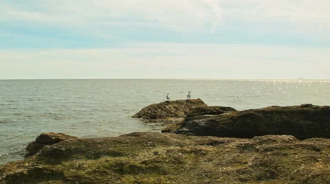 Two seagulls sit at end of peninsula Stock-Footage 49934496