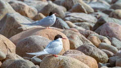 Two seagulls sit on rocks. Foto stock