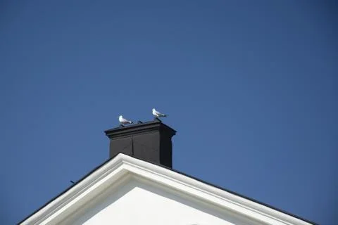 Two seagulls sitting on a chimney rooftop Stock Photos