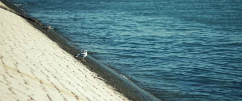 Two seagulls sitting close to the ocean Stock Footage 151390854