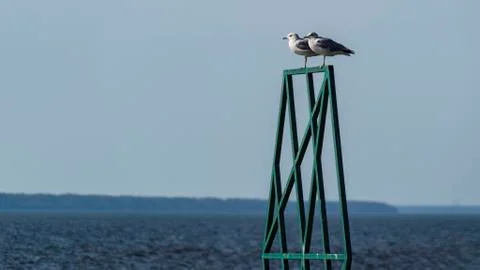 Two seagulls sitting on an iron structure on the sea Stock Photos