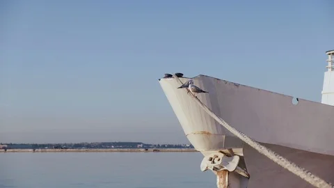 Two seagulls sitting on rope. third Seagull flew to rope. ship is tied with rope Stock Footage 98034955