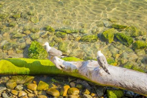 Two seagulls sitting on tree trunk in clear coast water. Mediterranean or Car Stock Photos