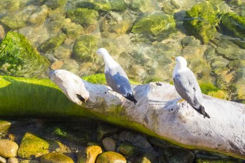 Two seagulls sitting on tree trunk in clear coast water. Mediterranean or Car Stock Photos