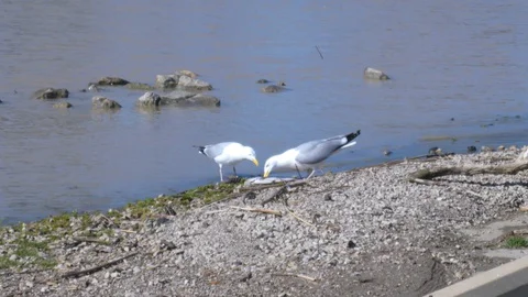 Two Seagulls Snacking on a Dead Fish 4K Stock Footage 128161320