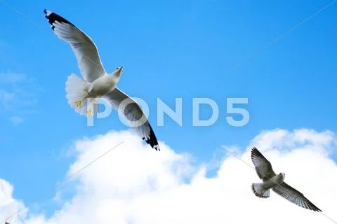 Two Seagulls Soaring in a Blue Sky Stock Photos