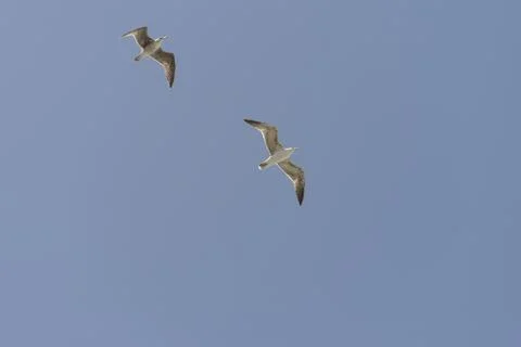 Two Seagulls Soaring in a Clear Blue Sky Stock Photos