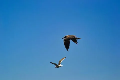Two Seagulls Soaring in Clear Blue Sky with Contrasting Plumage Stock Photos