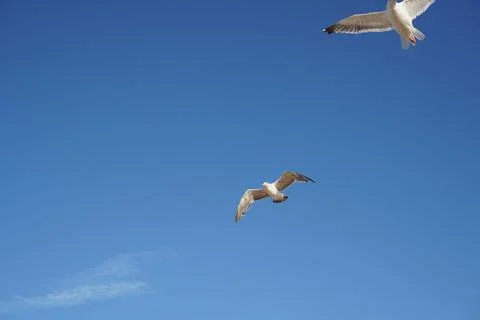 Two Seagulls Soaring in a Clear Blue Sky. Stock Photos