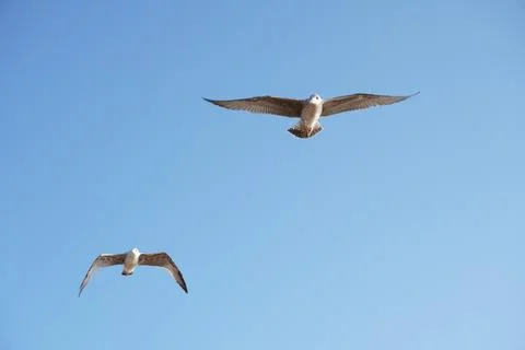 Two seagulls soaring gracefully in a clear blue sky on a sunny day. Stock Photos