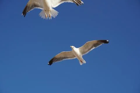 Two seagulls soaring gracefully in a clear blue sky. Stock Photos