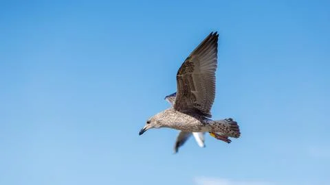 Two seagulls soaring high in clear blue sky, close up on young mottled bird.. Foto stock