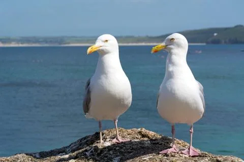 Two seagulls in st. ives, cornwall england. Stock Photos