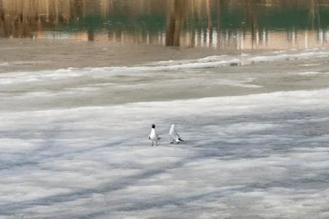 Two seagulls stand on ice, spring Stock Photos