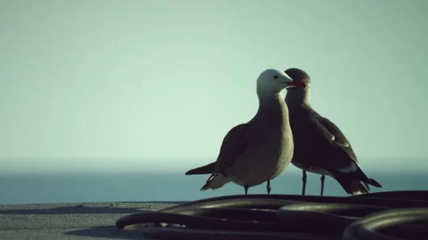 Two seagulls stand on the pier, on a black rubber hose. Stock-Footage 194722202