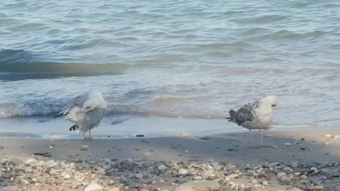 Two seagulls stand on a sandy and pebbled beach as gentle turquoise waves ro 動画素材 333663299