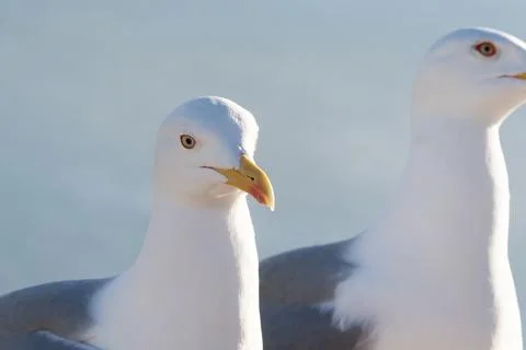 Two seagulls stand side by side Stock Photos