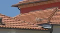 Two seagulls standing on a red roof in Porto 4k or 4k+ Resolution