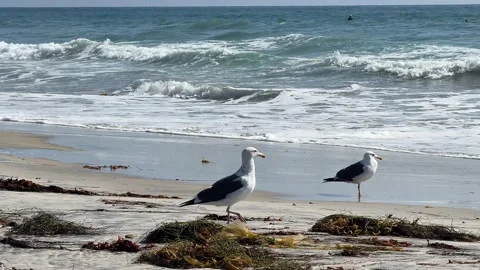 Two Seagulls Standing on Sandy Beach with Seaweed and Ocean Waves Stock Footage 343009455