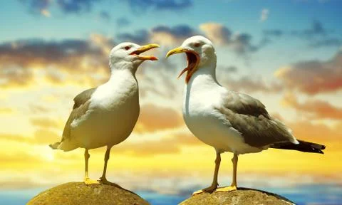 Two seagulls standing on stone Stock Photos