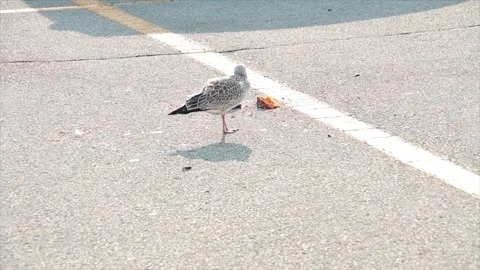 Two seagulls standing walk next to food in parking lot space spot in summer Stock Footage 251364106