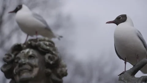 Two seagulls on a statue and one flys away Vídeo Stock 266456491