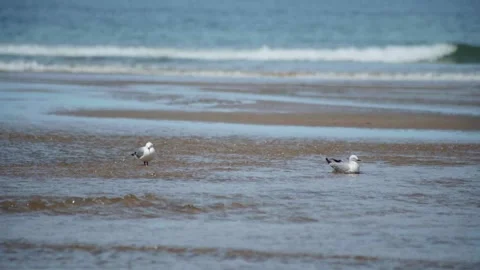 Two Seagulls in Stream on Beach Stock Footage 253910176