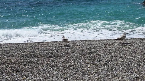 Two seagulls stroll along a textured pebble beach as turquoise ocean and foamy 스톡 동영상 335270892