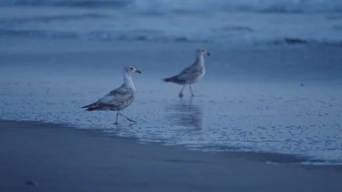Two Seagulls in Surf at Ocean Beach San Francisco During Sunset Vídeo Stock 310340919