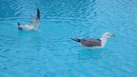 Two seagulls swim in the pool in 4k Stock Footage 153412152