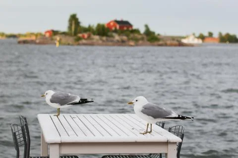 Two seagulls on a table Stock Photos