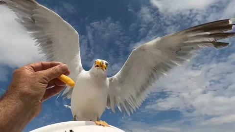 Two seagulls take food from a man's hand, waiting in line Stock Footage 289577288