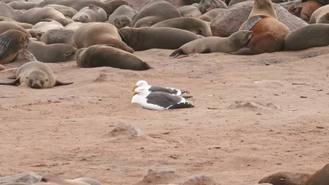 Two seagulls taking some rest between seals colony on slow motion Video stock 93750797